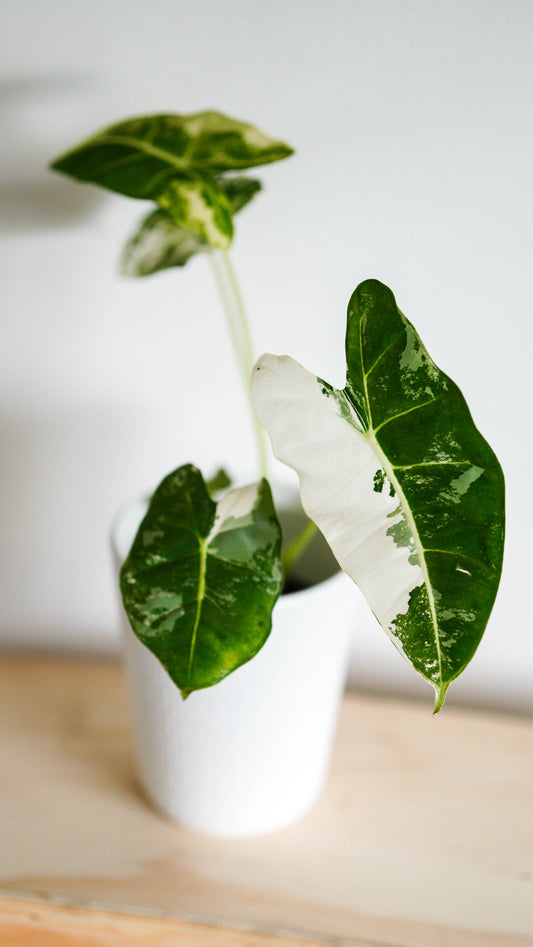 Alocasia Variegated Frydek