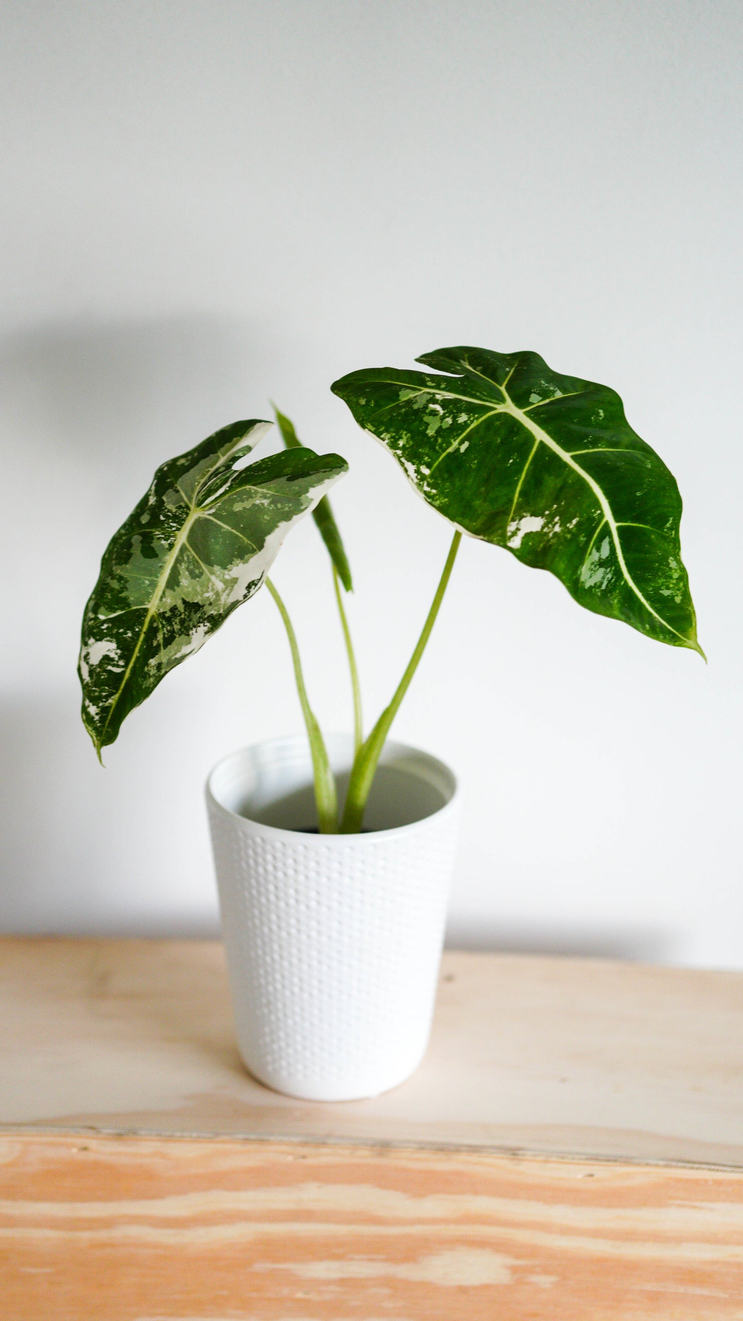 Alocasia Variegated Frydek