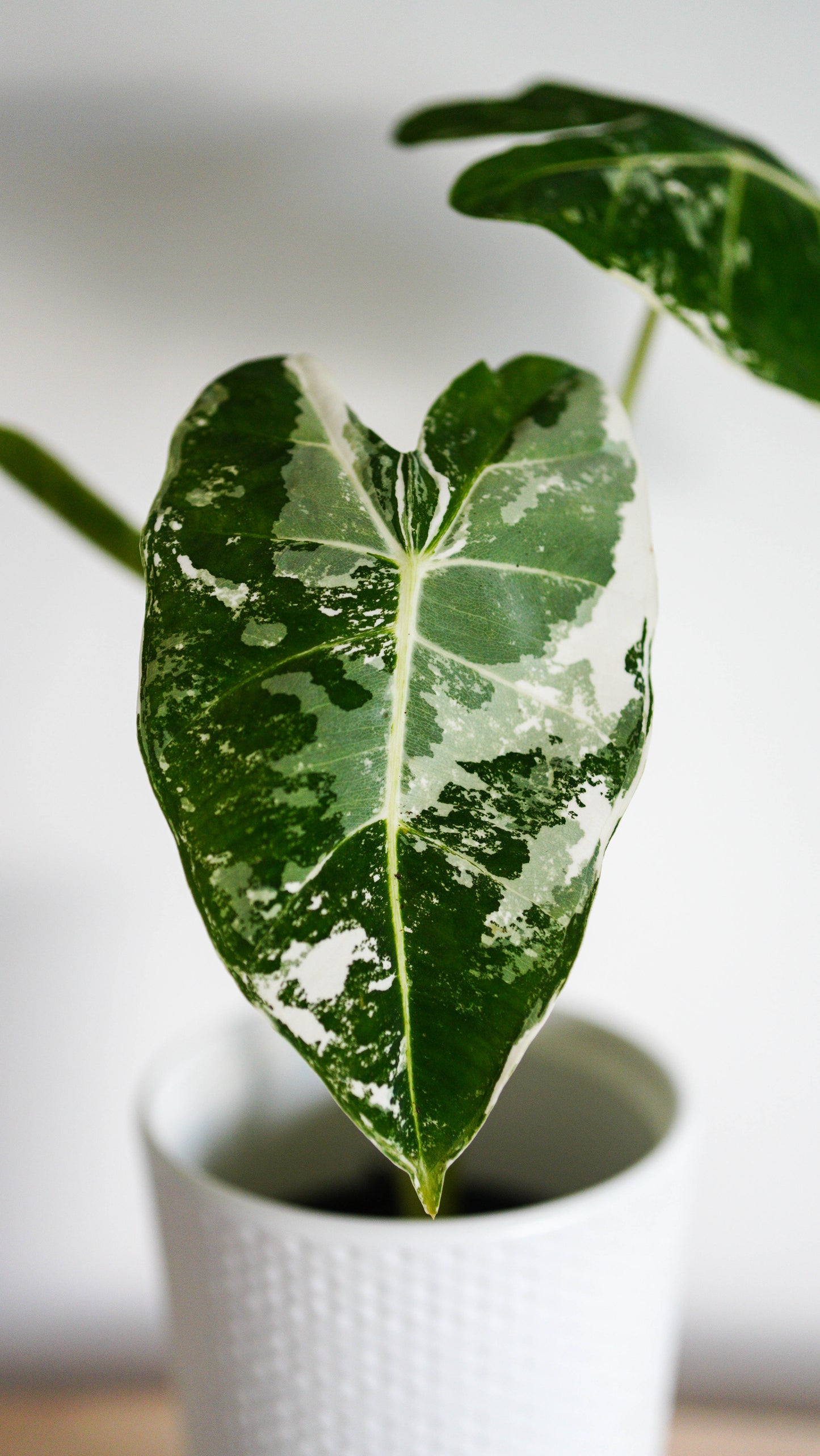 Alocasia Variegated Frydek