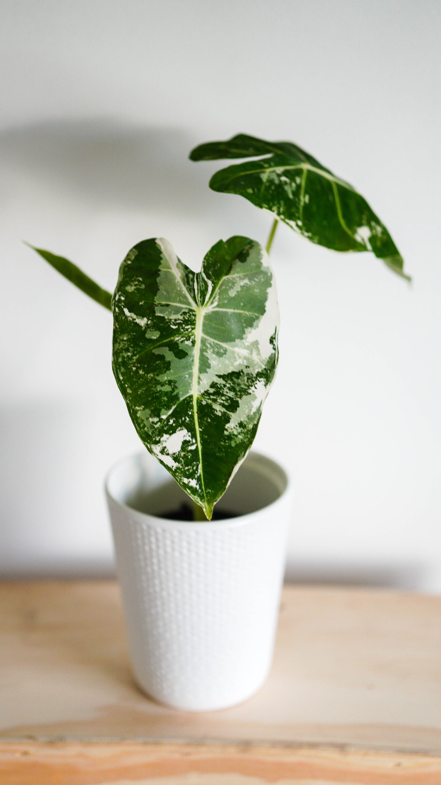 Alocasia Variegated Frydek