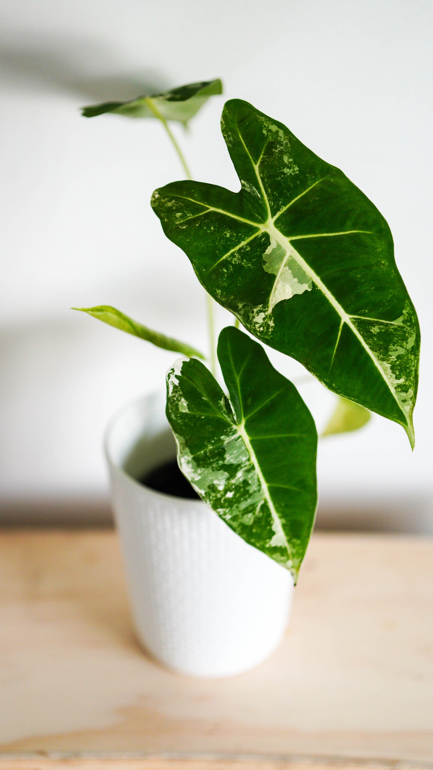 Alocasia Variegated Frydek