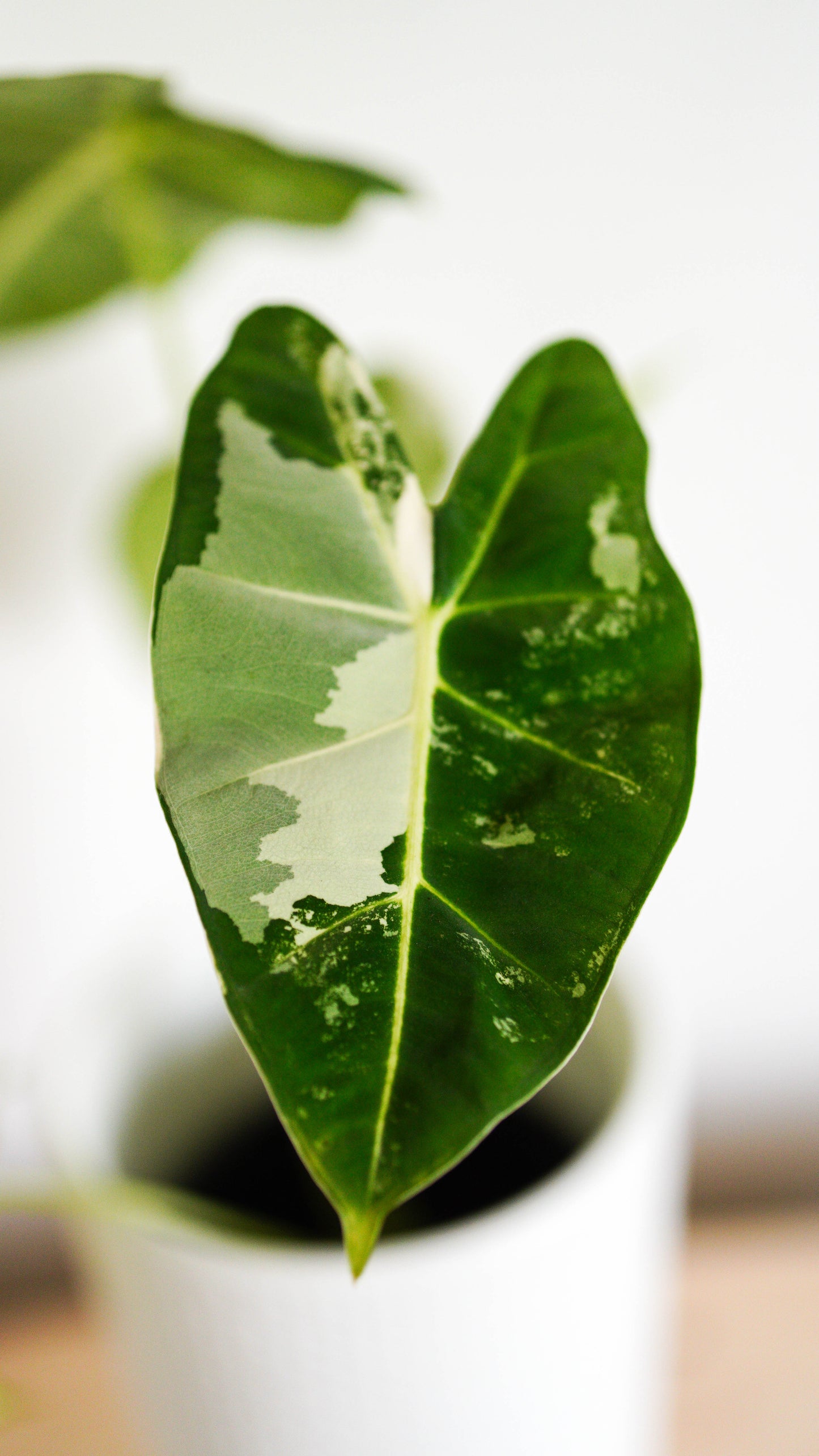 Alocasia Variegated Frydek