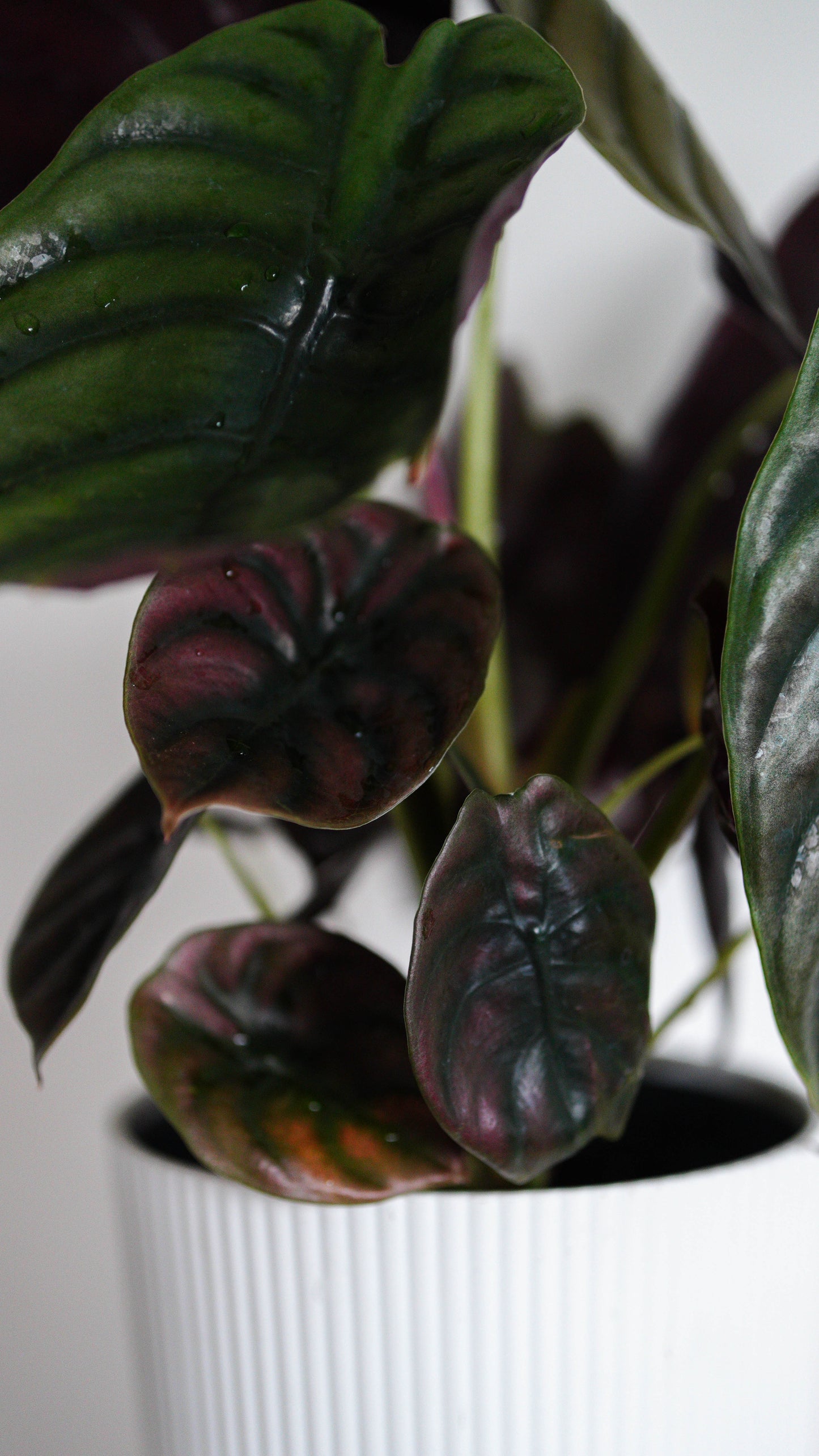 Alocasia Cupria ‘Red Secret’