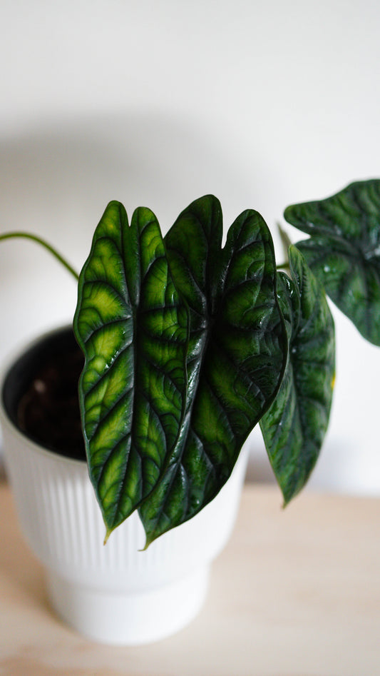 Alocasia ‘Dragon Scale’