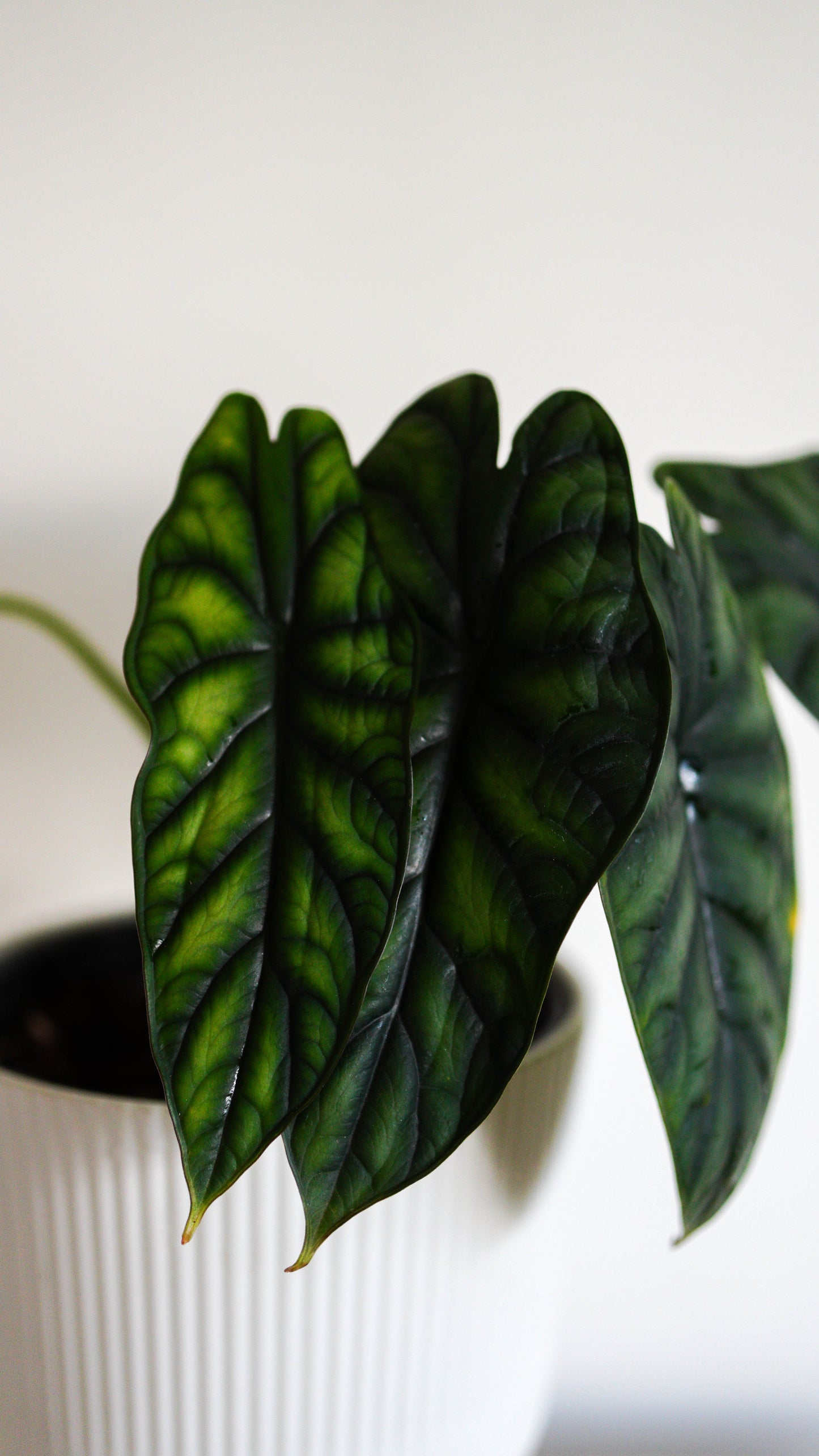 Alocasia ‘Dragon Scale’
