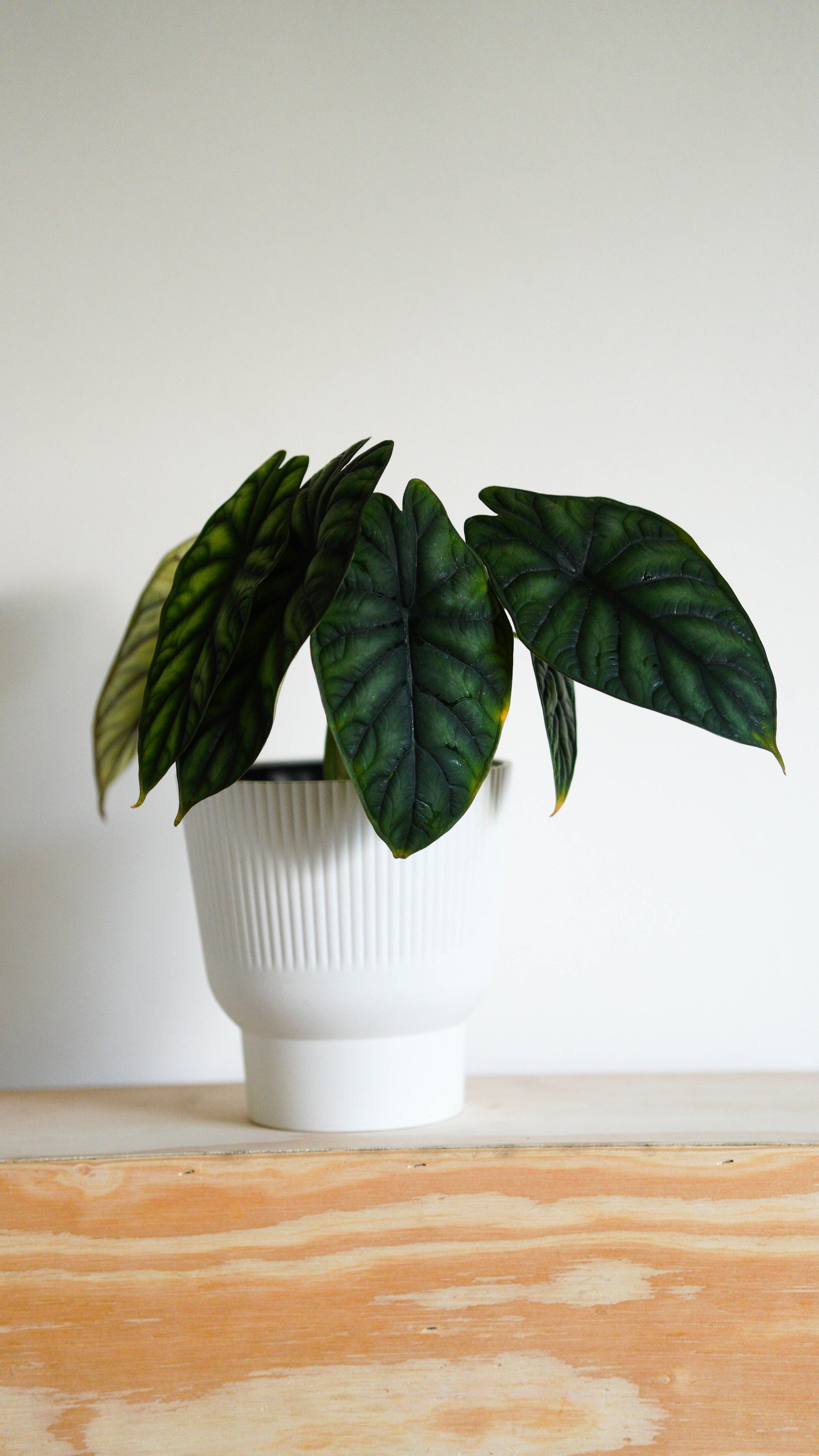 Alocasia ‘Dragon Scale’