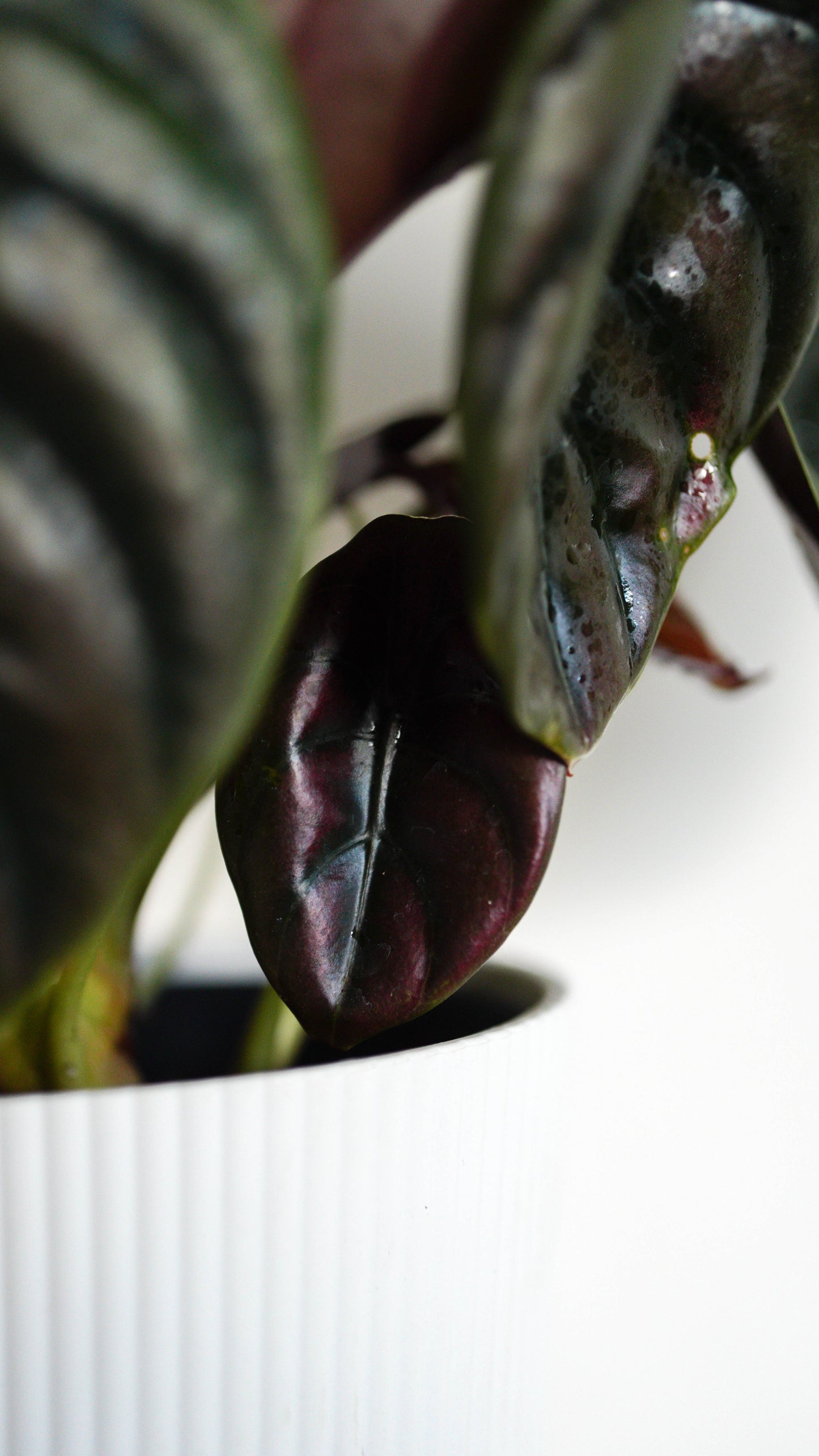 Alocasia Cupria ‘Red Secret’