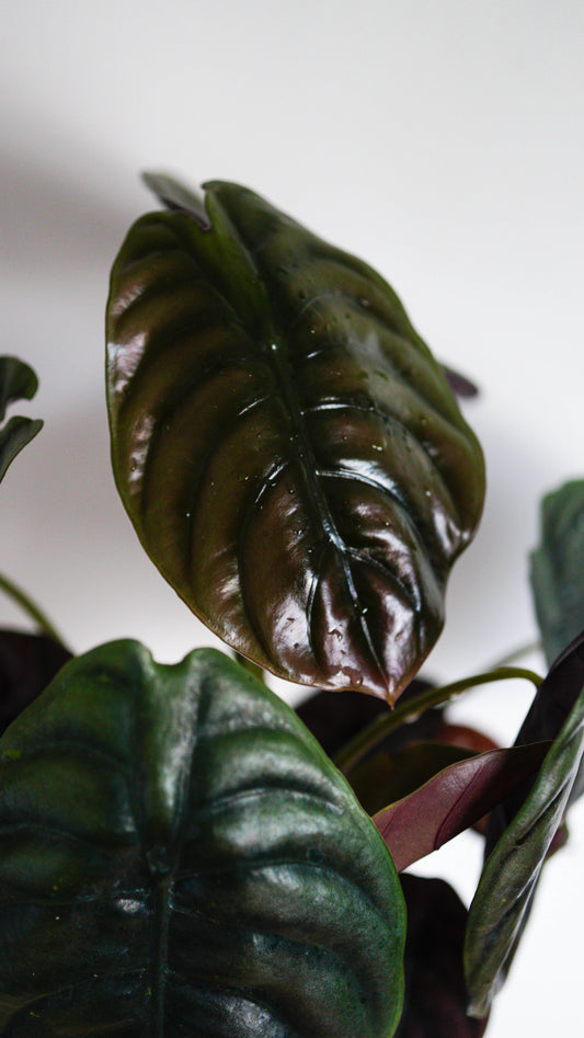 Alocasia Cupria ‘Red Secret’