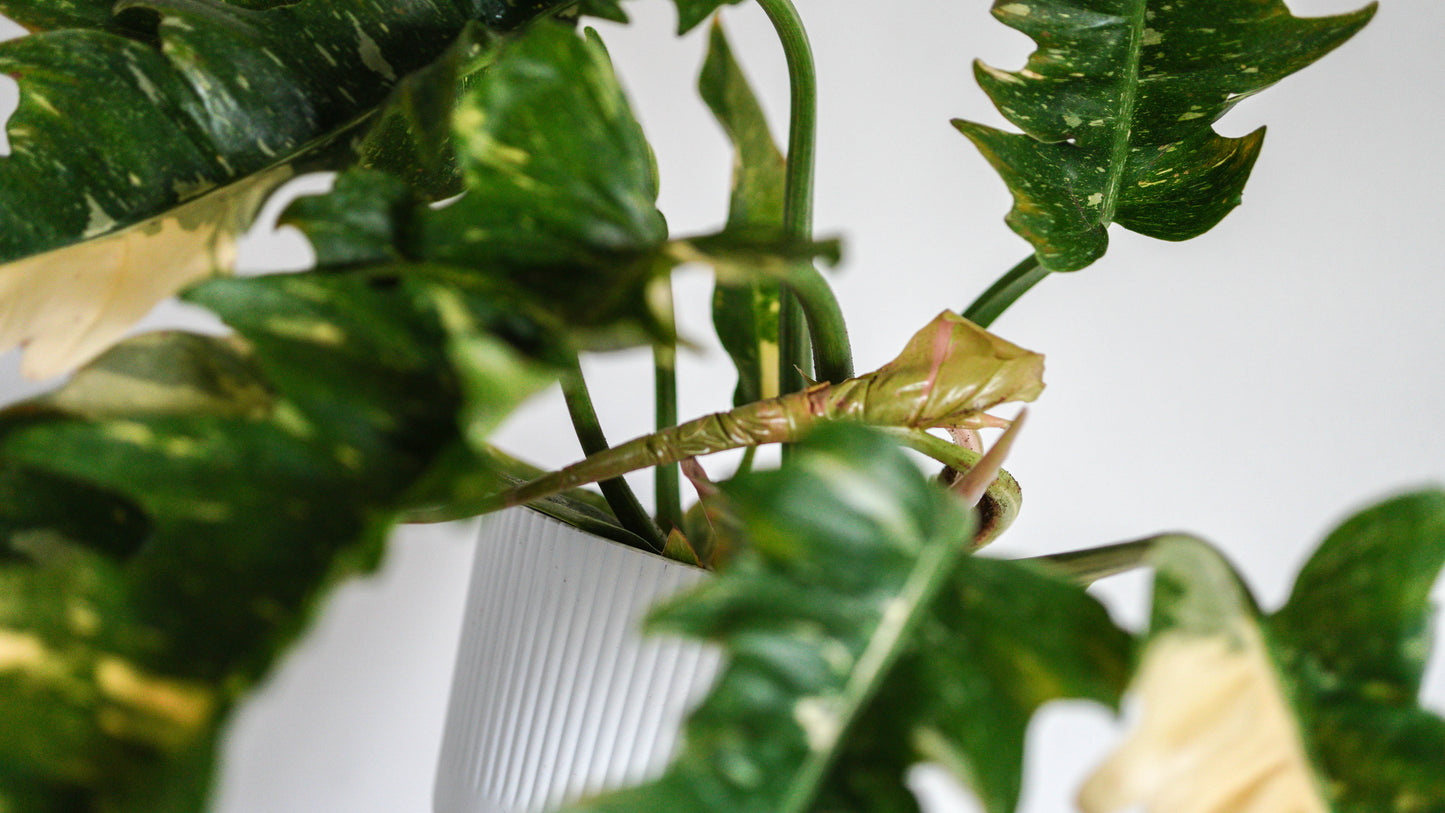 Philodendron 'Ring of Fire'