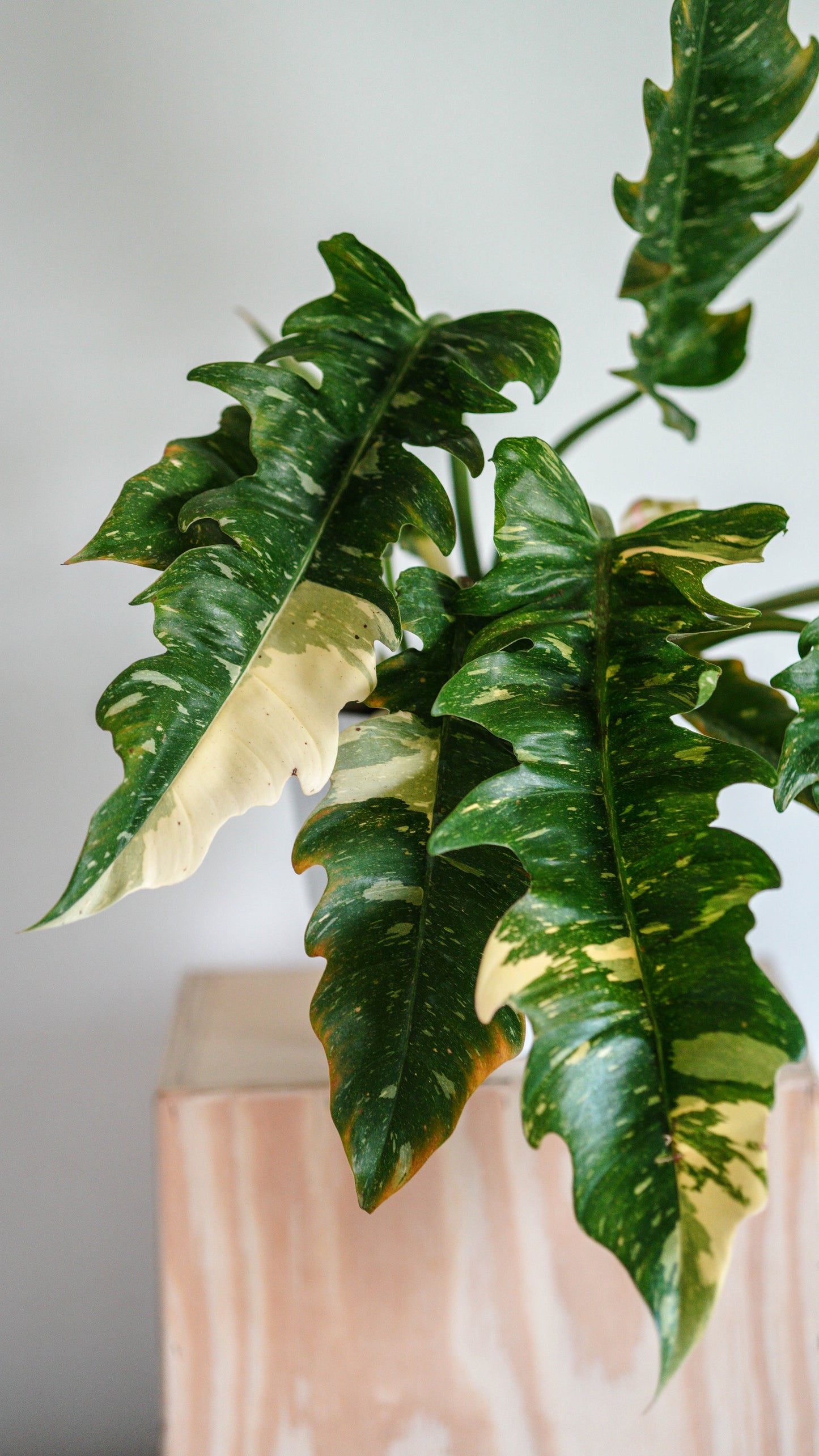 Philodendron 'Ring of Fire'