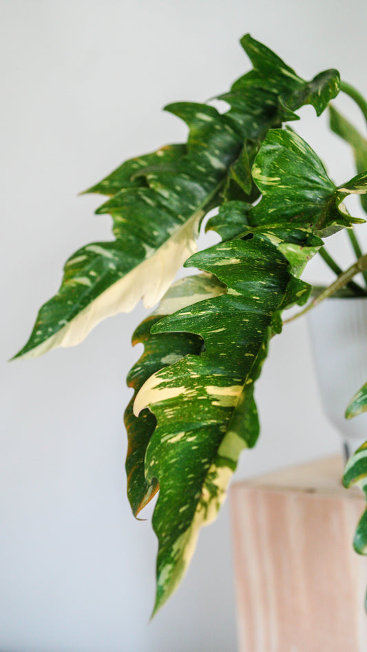 Philodendron 'Ring of Fire'