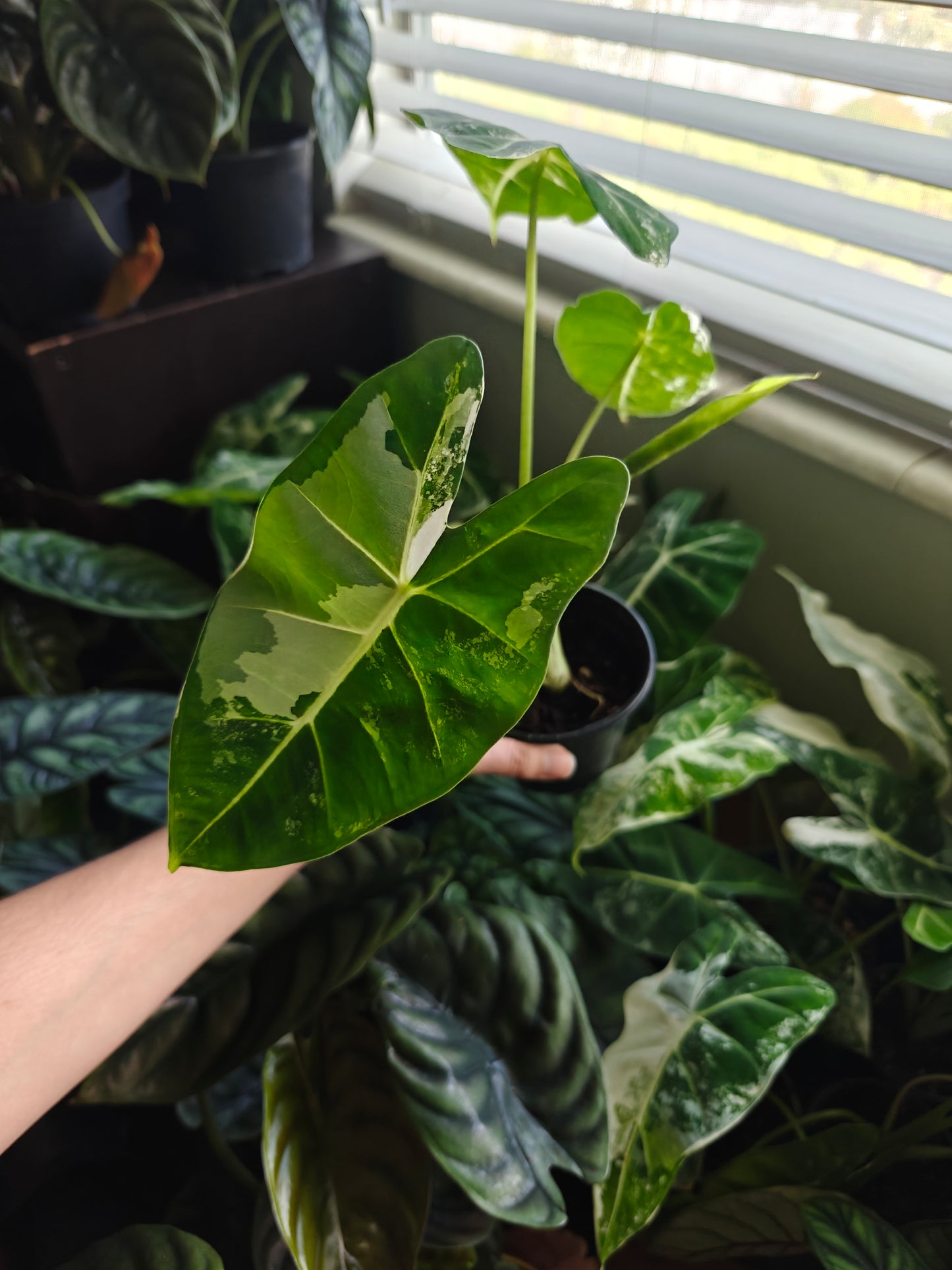 Alocasia Variegated Frydek