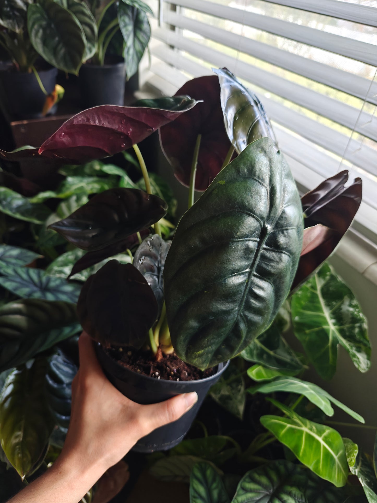 Alocasia Cupria ‘Red Secret’