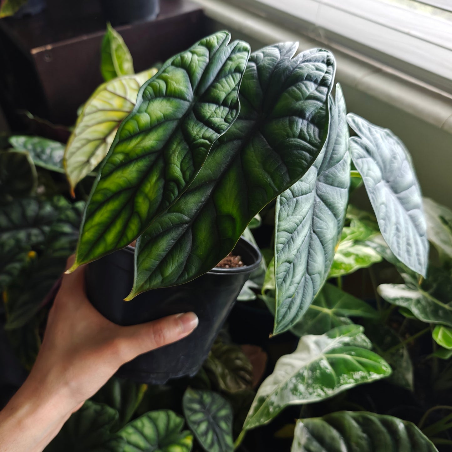Alocasia ‘Dragon Scale’