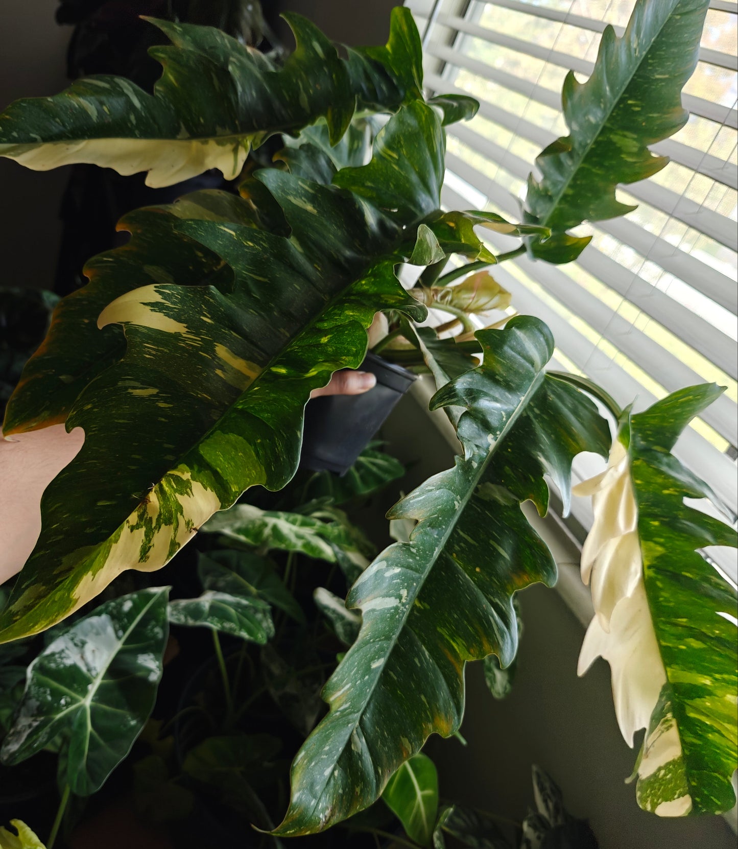 Philodendron 'Ring of Fire'