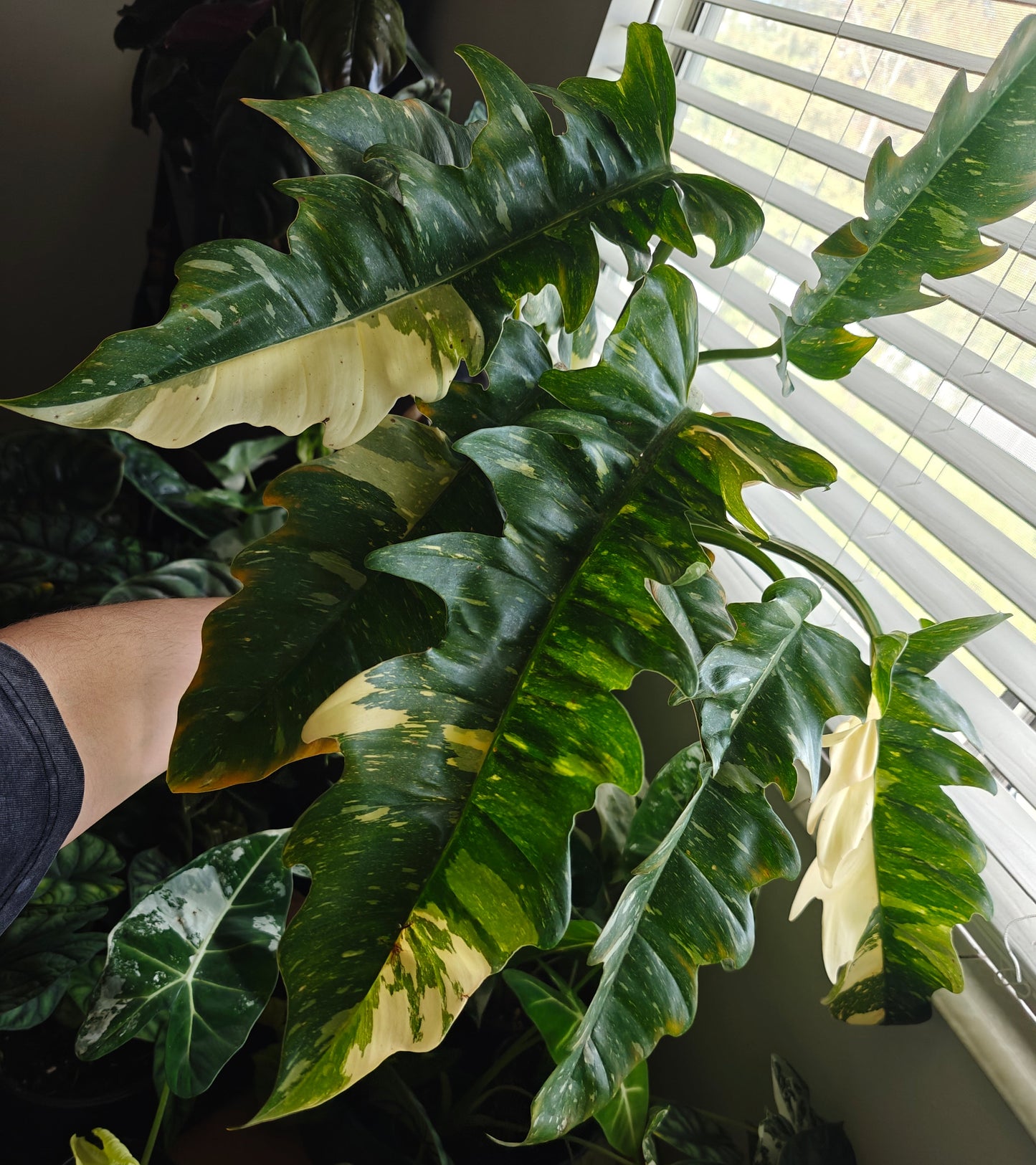 Philodendron 'Ring of Fire'