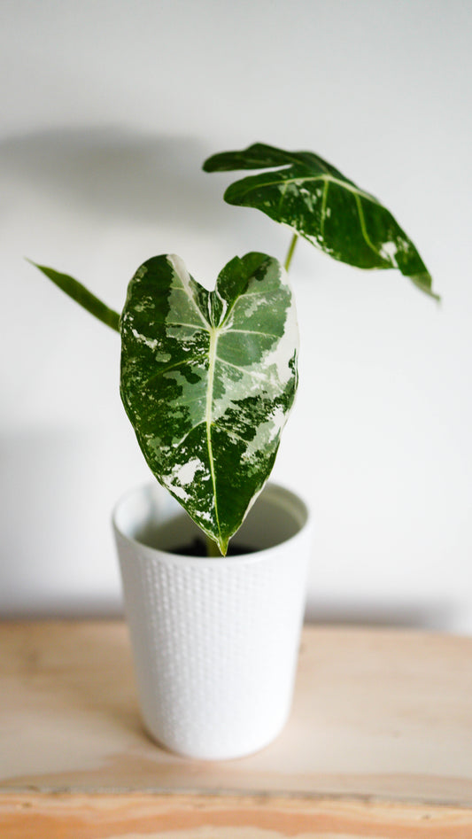 Alocasia Variegated Frydek