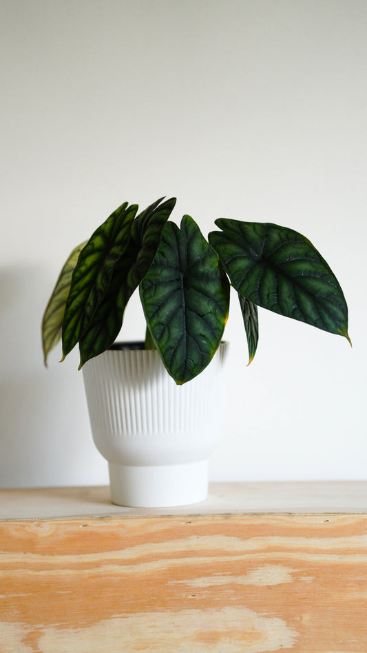 Alocasia ‘Dragon Scale’