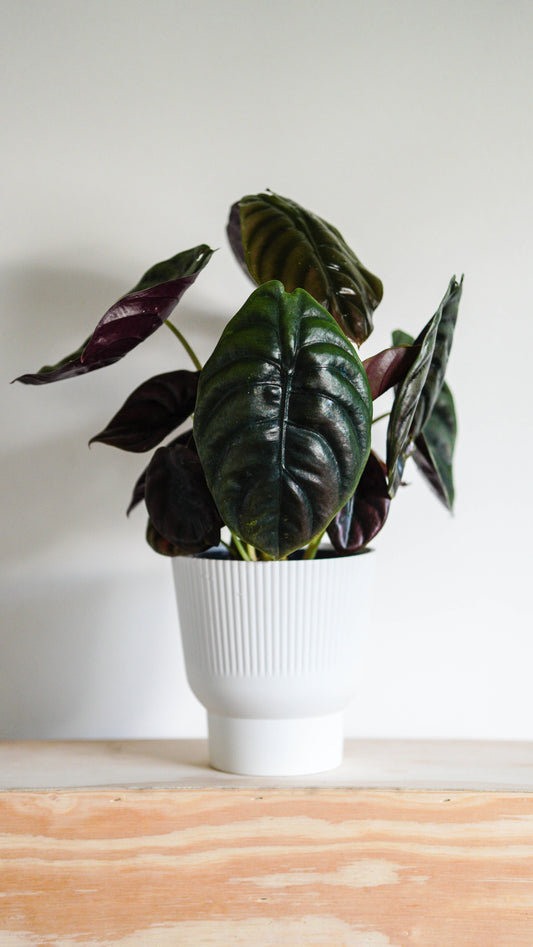 Alocasia Cupria ‘Red Secret’