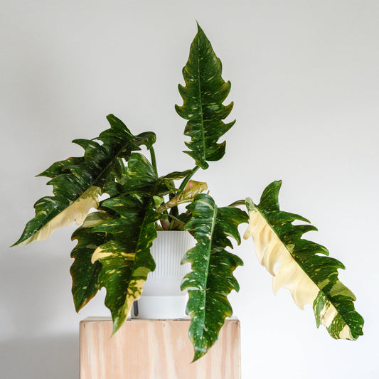 Philodendron 'Ring of Fire'